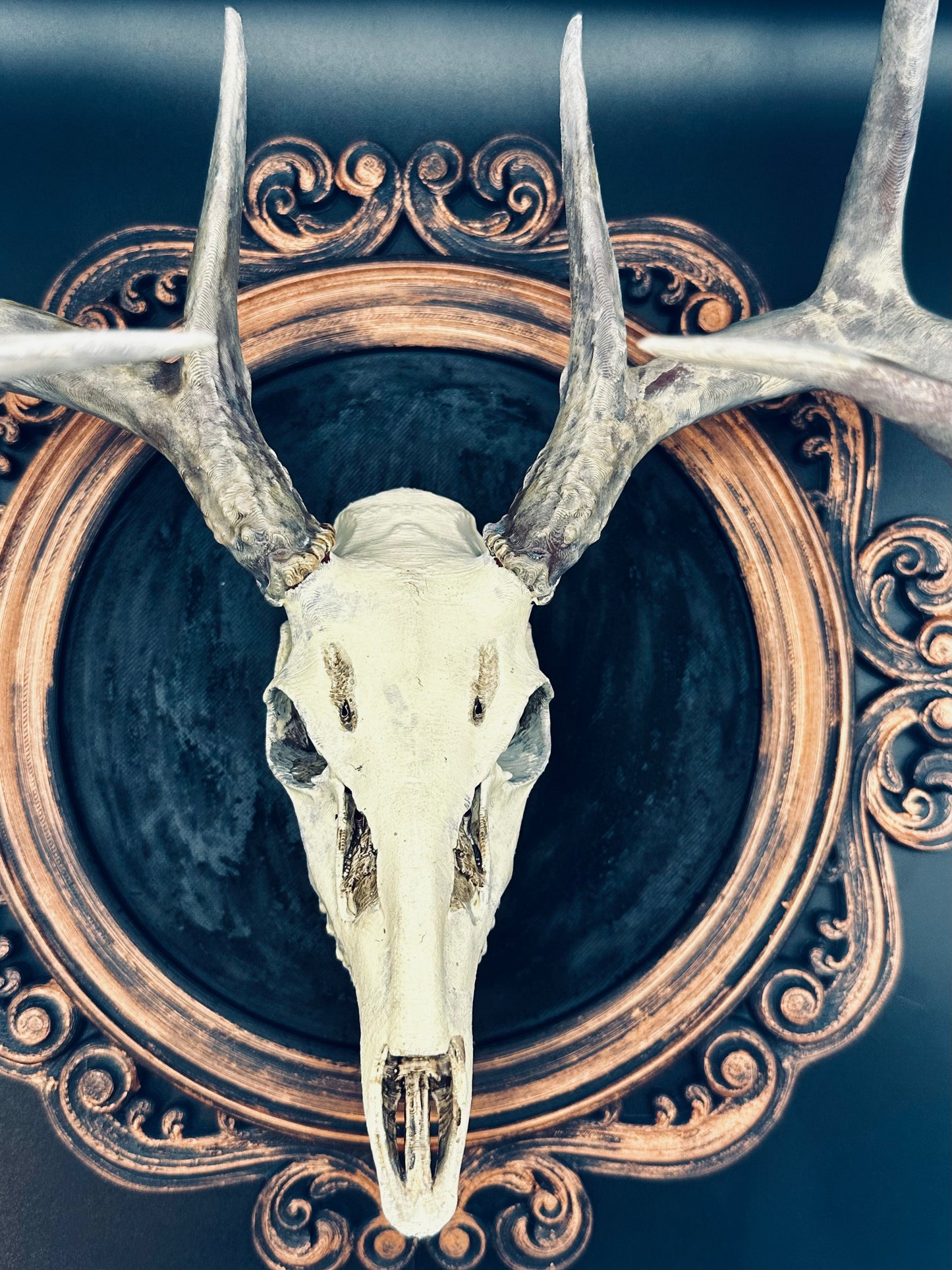 Mounted Deer Skull