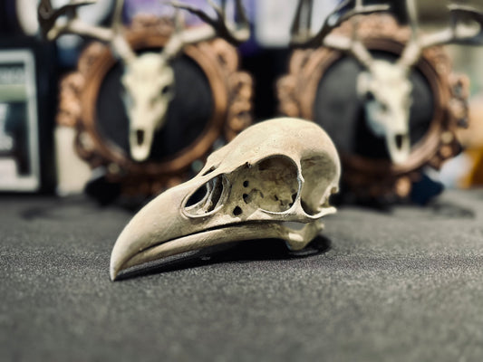 Raven Skull