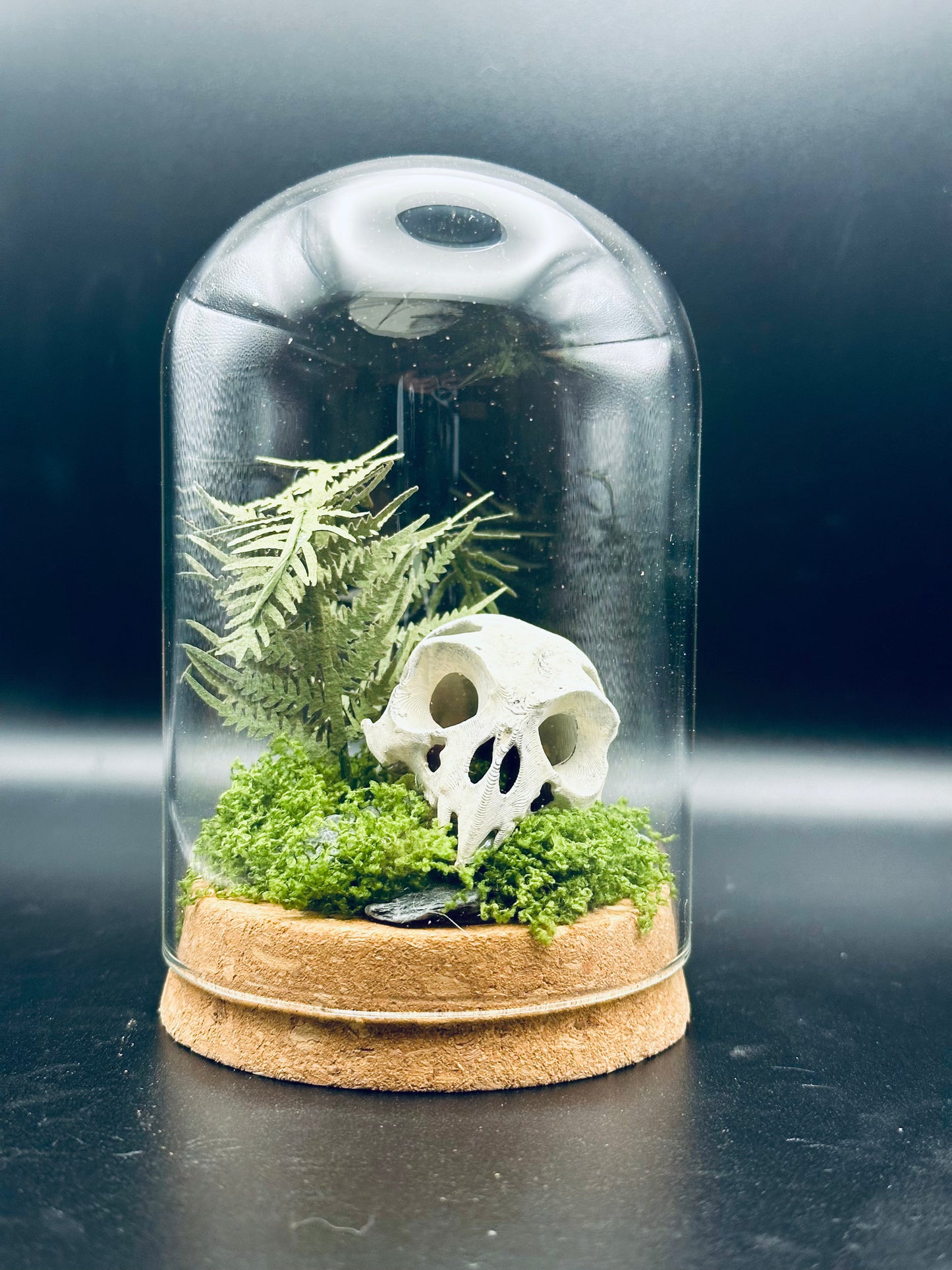 Owl Skull Terrarium