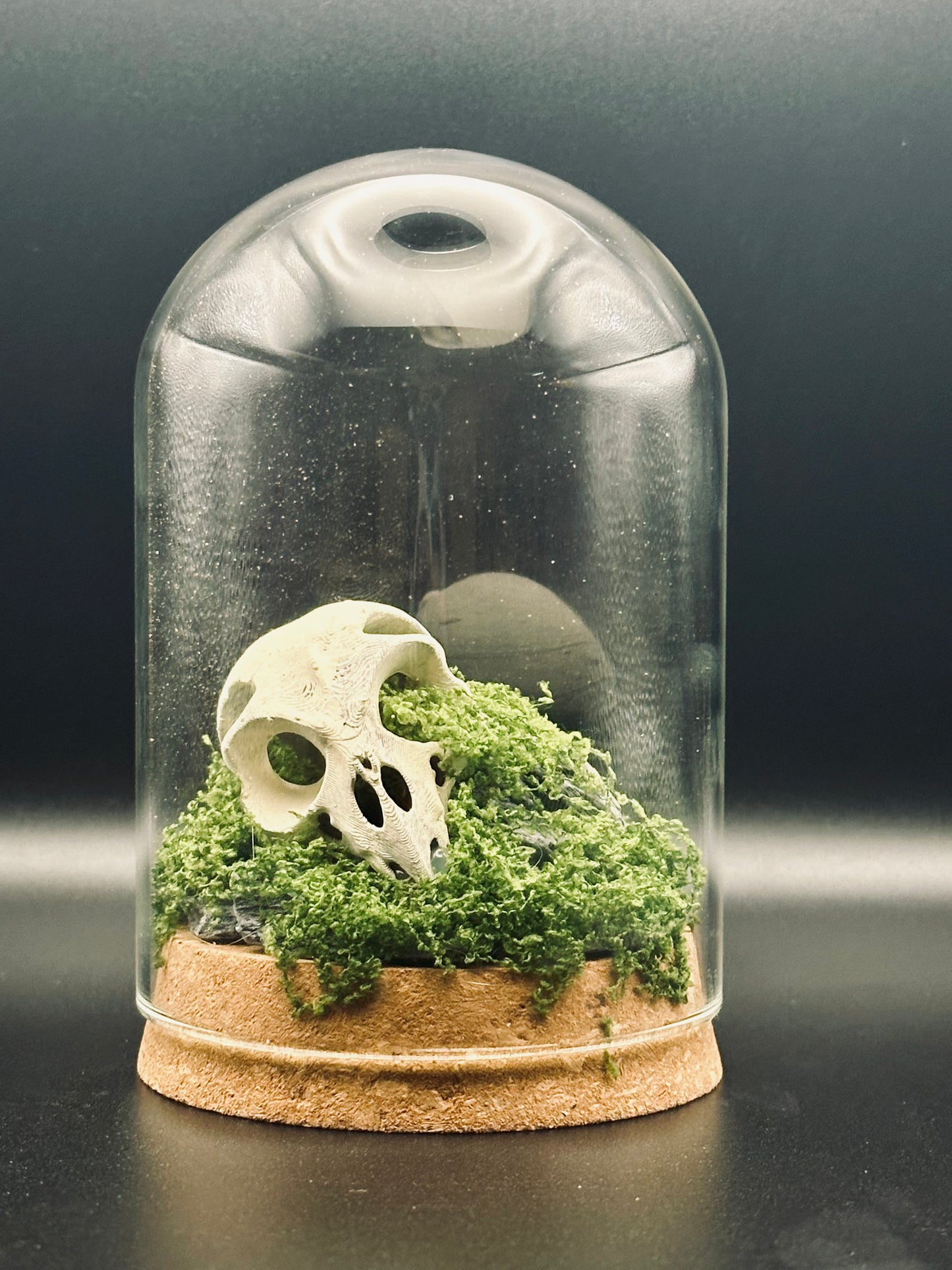 Owl Skull Terrarium