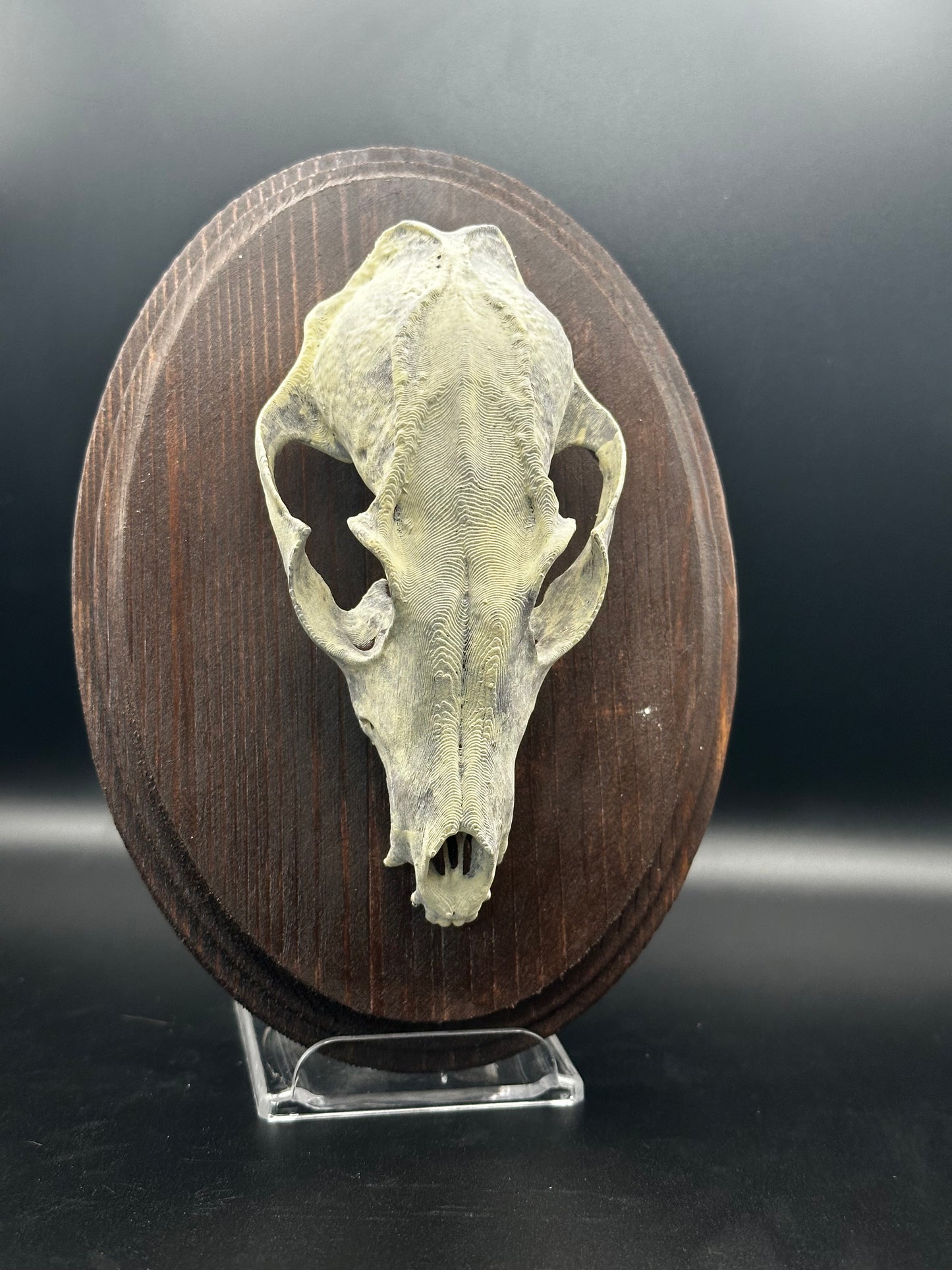 Fox Skull