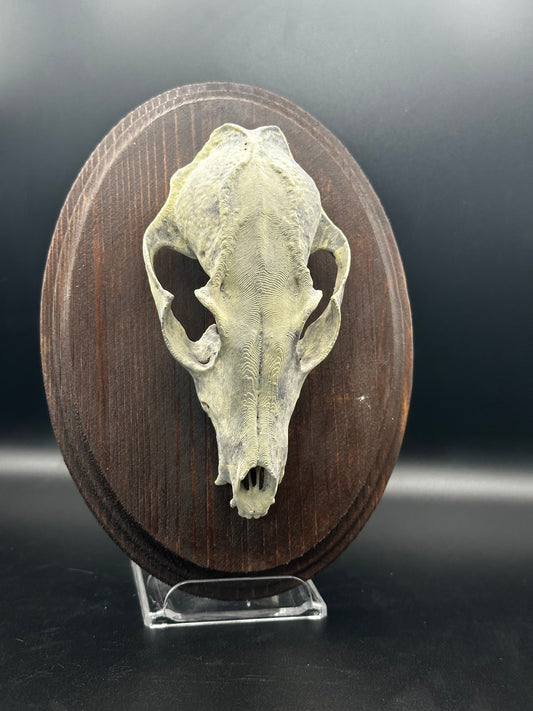 Fox Skull